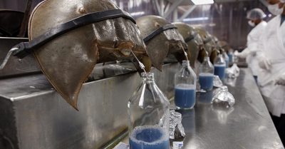 Vắc xin và bí mật về dòng máu xanh kỳ lạ của những con Sam biển