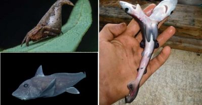 9 phát hiện đầy thú vị về thế giới động vật năm 2016