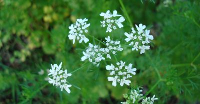 Hương mùi xốn xang ngày Tất niên: Bỗng dưng mắt mẹ cay đỏ, mẹ bảo tại hương mùi…