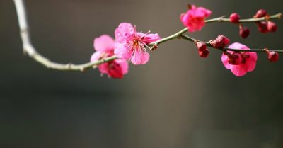 Nỗi lòng chộn rộn ngày giáp Tết: Ta thực sự đang mong đợi điều chi?