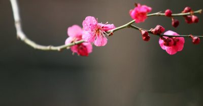 Thơ: Ừ, thôi cứ nở…