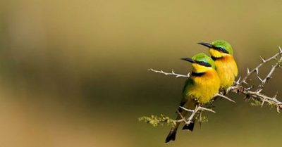 Thơ: Bài tứ tuyệt số 3