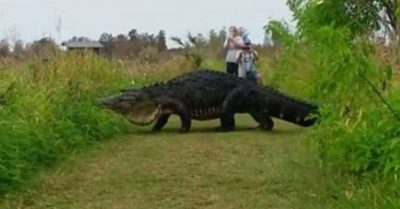 Cá sấu khổng lồ ‘khoan thai’ xuất hiện khiến nhóm du khách ngỡ ngàng (+Video)