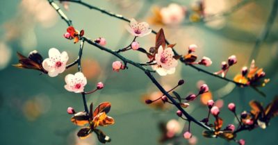 Cổ tích mùa xuân