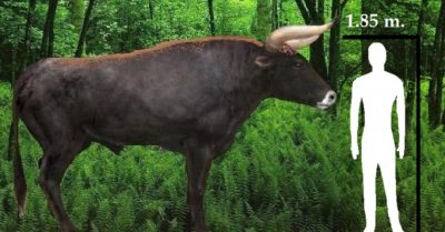 Giới khoa học sắp ‘hồi sinh’ thành công loài bò cổ đại khổng lồ Auroch?