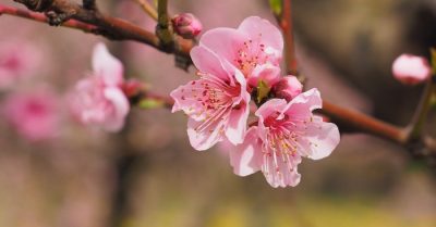 Năm mới, chỉ cần chúc nhau một chữ này là đủ