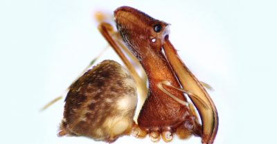 Kỳ lạ loài nhện giống bồ nông kỳ chuyên đi săn đồng loại làm thức ăn