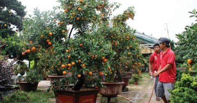 Quất cảnh, bưởi Diễn, đào ‘khủng’ từ quê rủ nhau ra phố đón xuân