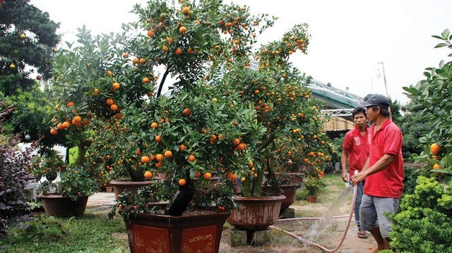 quất cảnh