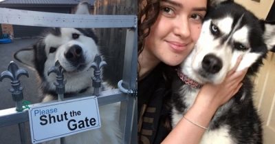 Loạt khoảnh khắc hài hước, đáng yêu của những chú chó Husky