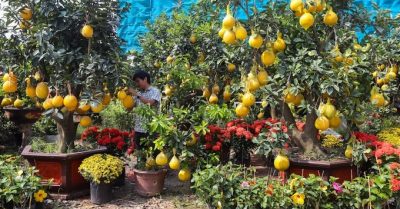 Bưởi Diễn chưng Tết 50 triệu đồng/cây gây ‘sốt’ ở Sài Thành
