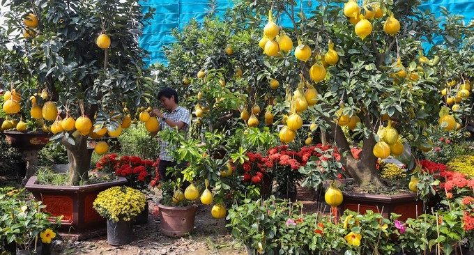 Bưởi Diễn chưng Tết 50 triệu đồng/cây gây 'sốt' ở Sài Thành