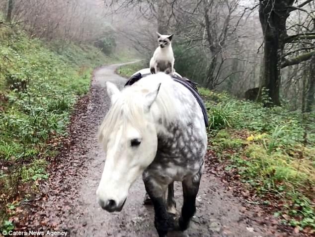 Chú mèo chễm chệ cưỡi ngựa đi dạo