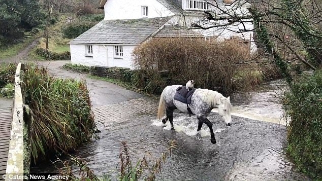 Chú mèo chễm chệ cưỡi ngựa đi dạo