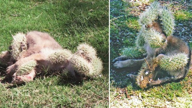 Nhìn xa tưởng sinh vật lạ, lại gần phát hiện sự thật 'dở khóc dở cười'