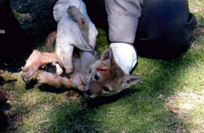 Nhìn xa tưởng sinh vật lạ, lại gần phát hiện sự thật 'dở khóc dở cười'