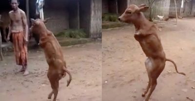 Chú bê kiên cường: Mất hai chân trước nhưng vẫn đi thẳng bằng 2 chân sau