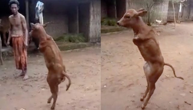 Chú bê kiên cường: Mất hai chân trước nhưng vẫn đi thẳng bằng 2 chân sau