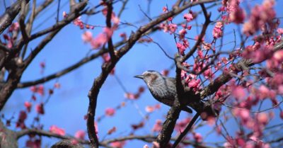 Đỗ Mục và nỗi niềm qua bài thơ ‘Thanh Minh’: Khi một sự nghiệp bất thành bị rạn nứt thành nức nở…