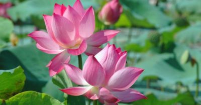 Buông bỏ lợi danh, nhẹ chữ tình, mượn cả trần gian kiếp nhân sinh