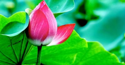 Vạn năm chỉ đợi phút này thôi, bạn có nghe cố hương vẫy gọi?