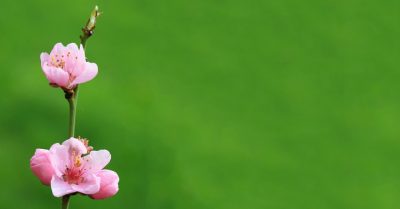 Đêm lạnh rét lùa từng trận buốt, cửa chẳng cài then vẫn đợi xuân