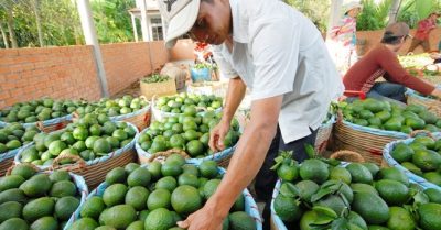 Cam rớt giá, nhiều nhà vườn tại Nam Bộ ‘mất Tết’