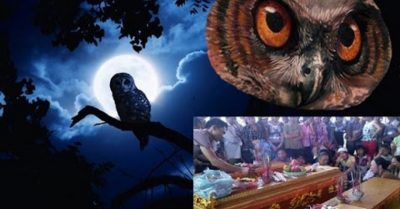 Bạn có tin chim lợn kêu là điềm báo có người sắp chết?