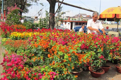 Đà Nẵng: đấu giá 164 lô chợ hoa Tết tại khu vực Quảng trường 29-3
