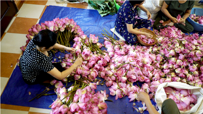 tra-uop-gao-sen-mon-qua-dat-troi-uu-ai-danh-tang-rieng-nguoi-ha-noi