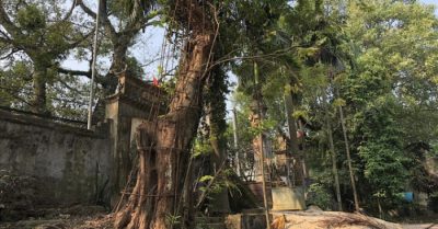 Cây sưa trăm tỷ đồng ở Chương Mỹ sẽ được chặt hạ trước Tết