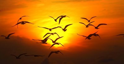 Nhìn trẻ chăn trâu túm tụm nô đùa, trong thế gian ai người giàu có nhất?