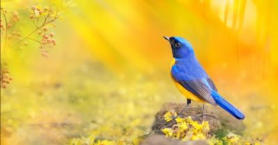 Mười năm vẫn mới màu hoa cũ, cây vẫn điềm nhiên trước gió đông