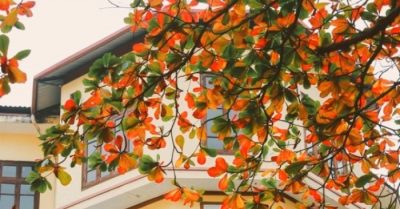 Cây bàng dù già theo năm tháng, mà vẫn thủy chung che bóng mát yên bình