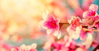 Hoa đào hé nở đón xuân vui, nghiêng bóng mai vàng đậm nét đời