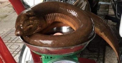 Anh nông dân ở Nghệ An bắt được con lươn nặng 1,6 kg