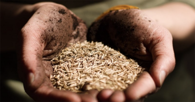 IMF cảnh báo giá lương thực toàn cầu có nguy cơ tăng cao