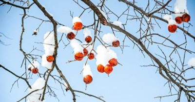 Hai cử nhân biết trước đề thi và đáp án, vì sao vẫn thi trượt?