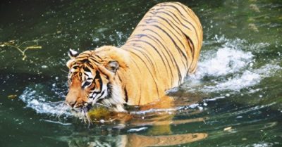 Vạn vật có vật linh: Trung thần nghĩa sĩ gặp nạn, được hổ an táng