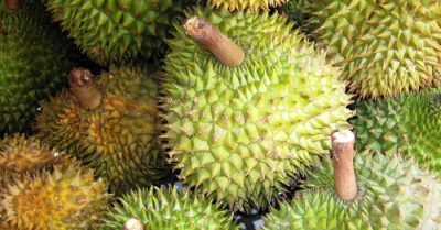 Xuất khẩu sầu riêng Việt Nam tăng gần 20 lần trong 6 tháng đầu năm