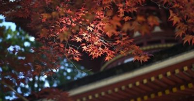 Thần tích: Hạt xá lợi xuyên thấu vật thể, đại khoa học gia thời Tống không cách nào lý giải