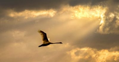 Dự ngôn của Lưu Bá Ôn về Đại hội 20 ĐCSTQ và hậu quả kinh người của nó