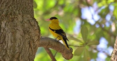 Vàng oanh u thảo – Bí mật đằng sau phong cách thơ thanh lệ