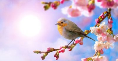 Vì sao nói thời khắc “xuân phân” đáng giá ngàn vàng?