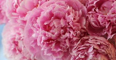 Muốn lấy chồng giàu bèn hoán hôn phu, nhưng số mệnh liệu có thể hoán đổi?