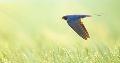 Bị Thiên Đế trừng phạt hóa thân thành chim én, kết duyên với người tu Đạo