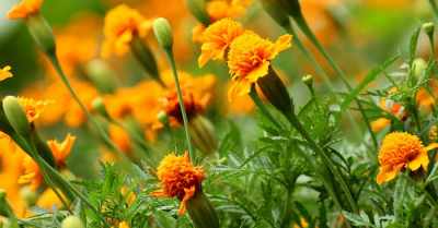 Vạn Thọ ngày Tết – Hoa của đoàn viên