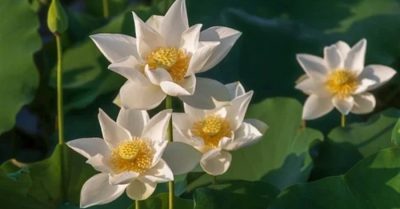 Vô tâm cắm liễu liễu mọc xanh, vô cầu thi cử đắc công danh? 