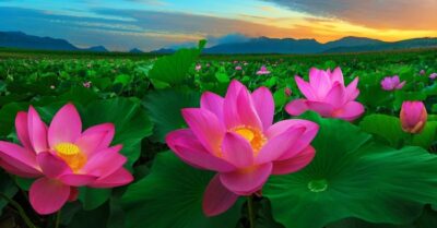 Công nghệ cao từ thế giới thực vật: Hoa sen kỳ diệu