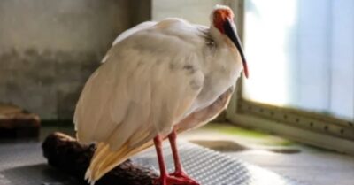 Chim lông trắng “Bình Bình” ở Bắc Kinh qua đời, cư dân mạng: Tiếc là không sống được đến 150 tuổi